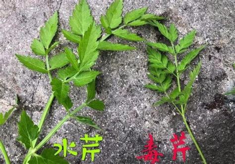 大赦草|大豕草